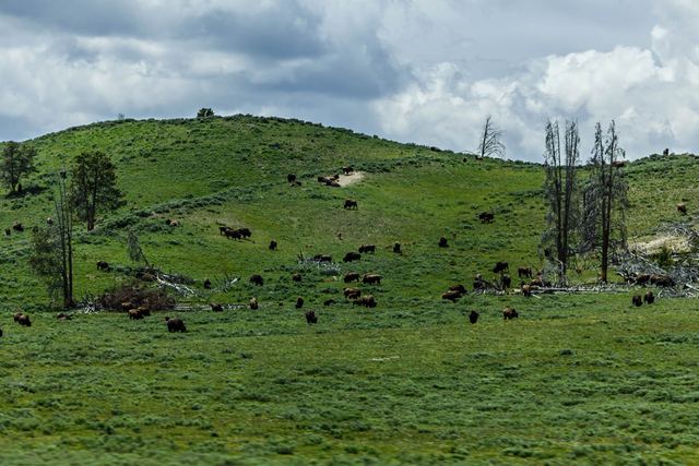 Where the bison roam