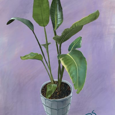 Bird of Paradise — Digital, 2021